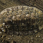Chiton 13